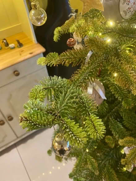 Photo of free Christmas tree for planting out (Bath BA2) #1