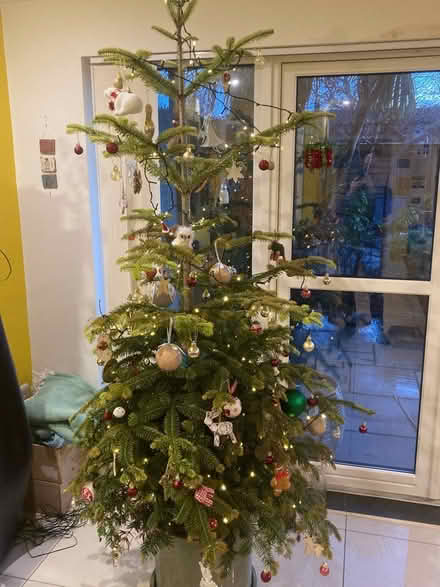 Photo of free Christmas tree for planting out (Bath BA2) #2