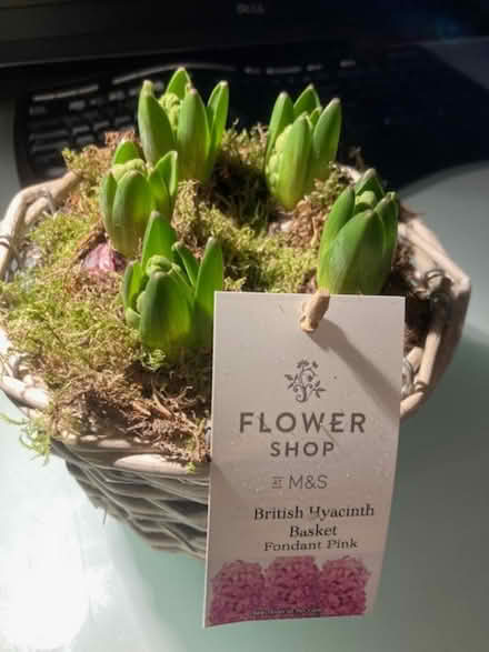 Photo of free Hyacinths (5 pink bulbs) in a basket - Marks & Spencer (The Cedars Estate WD3) #1