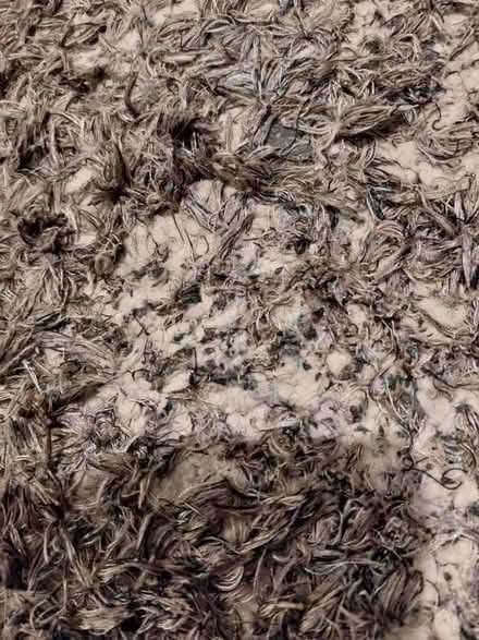 Photo of free Large rug (Haydon wick SN25) #3