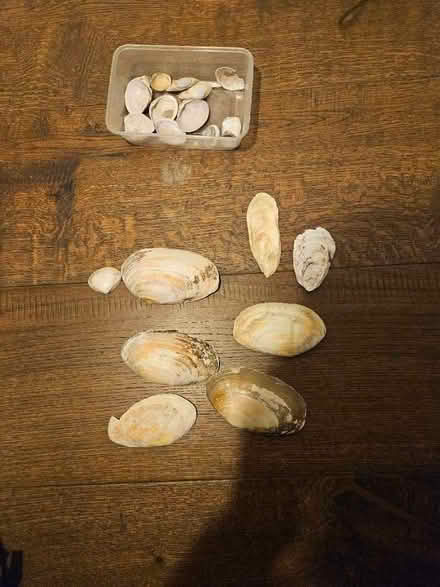 Photo of free Amazing shells, different sizes, for at projects (South Norwood SE25) #1