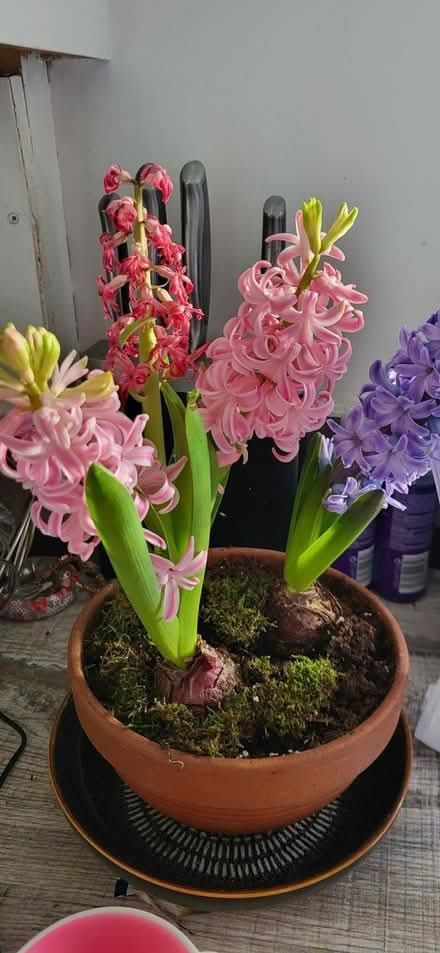 Photo of free Flowering Hyacinths (Huyton Quarry L36) #1