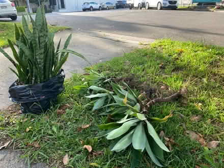 Photo of free Agave (Drummoyne) #1