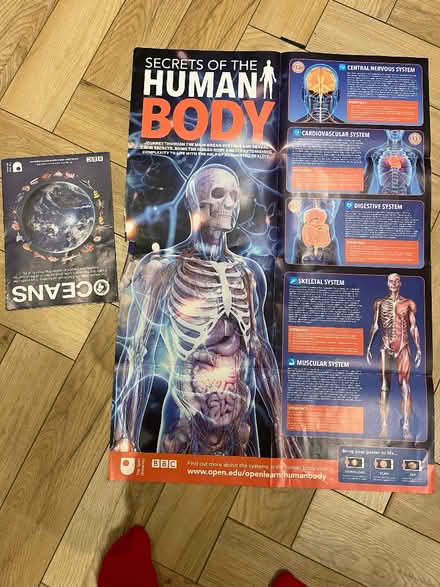 Photo of free Educational posters, ocean and human body (Ecclesfield S35) #4