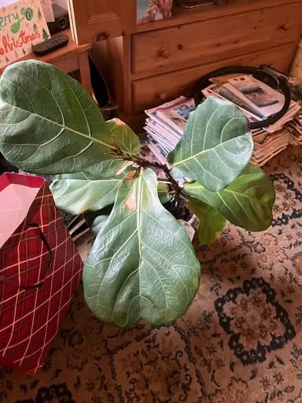 Photo of free large pot plant (West Kyo DH9) #1