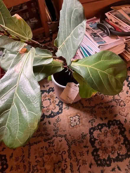 Photo of free large pot plant (West Kyo DH9) #2