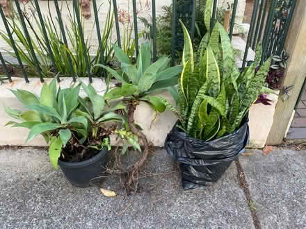 Photo of free Agave (Drummoyne) #2