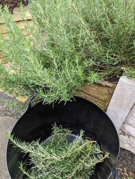 Photo of free Bucket of rosemary offcuts (Chesterfield S41) #1
