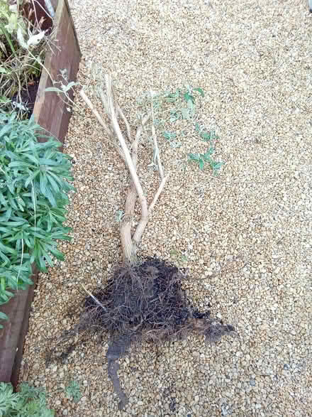 Photo of free Buddleia plant (Hester's Way GL51) #1