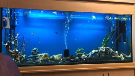 Photo of free Fish tank (SG17 shefford) #1
