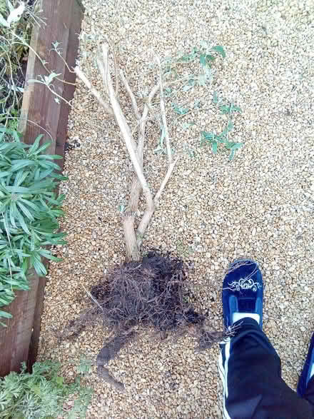 Photo of free Buddleia plant (Hester's Way GL51) #2