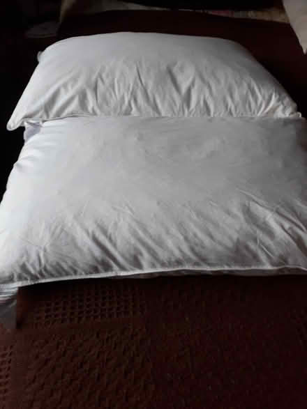 Photo of free two pillows (Oswestry SY11) #1