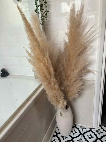 Photo of free Pampas Grass (Kew Gardens TW9) #1