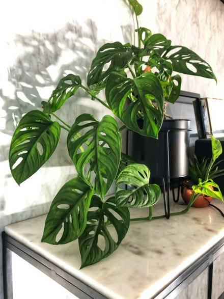 Photo of Monstera - Swiss cheese plant (E9) #1