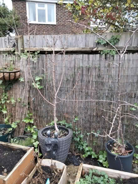 Photo of free Fruit trees (Paddock Wood TN12) #1