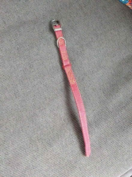 Photo of free Cat collar (Ewell KT19) #1