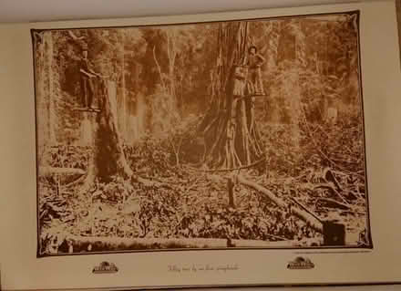 Photo of free 2 Art Posters and 2 Australian timber history posters (Corstorphine EH12) #2