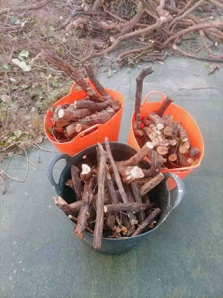 Photo of free Wood & twigs for fire (Boscombe BH1) #1