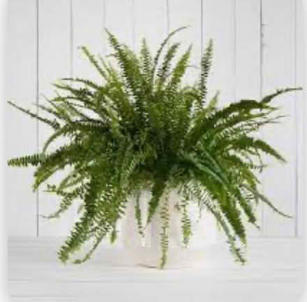 Photo of House Plants (Crossgates LD1) #3