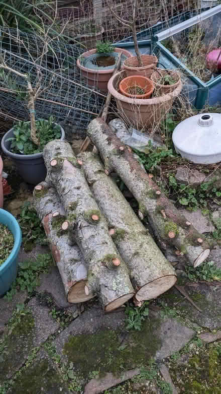Photo of free Sawn pine tree trunk logs (Ruislip HA4) #1