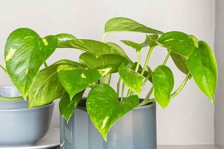 Photo of some Epipremnum aureum - Commonly known as Devil’s Ivy (Marazion TR17) #1