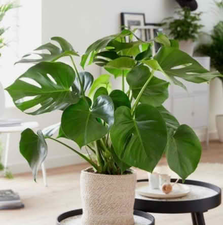 Photo of House Plants (Crossgates LD1) #1