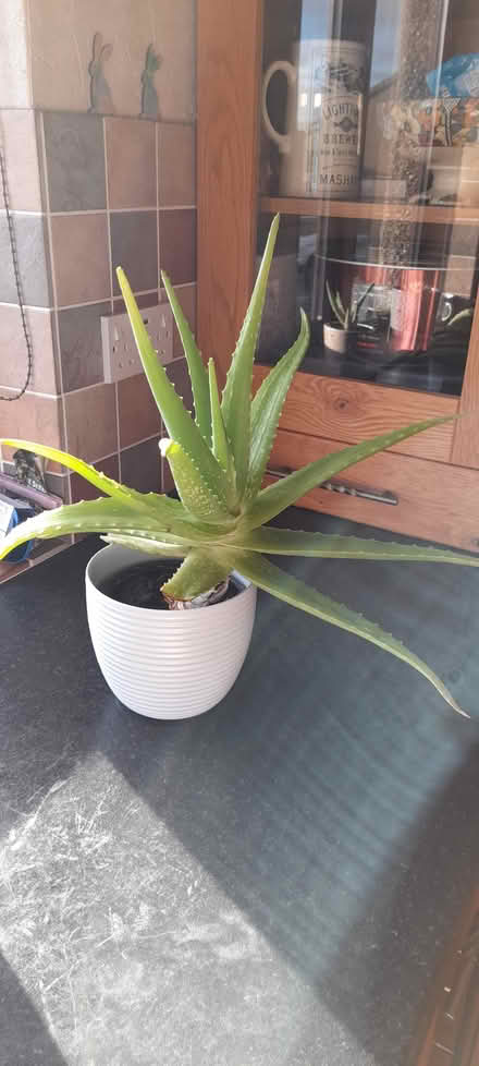 Photo of free Aloe Vera plant (Kendal (stonecross)) #1