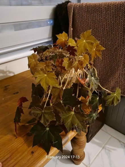 Photo of free House Plant (BS24) #1