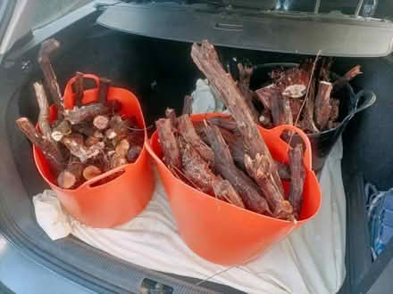 Photo of free Wood & twigs for fire (Boscombe BH1) #3