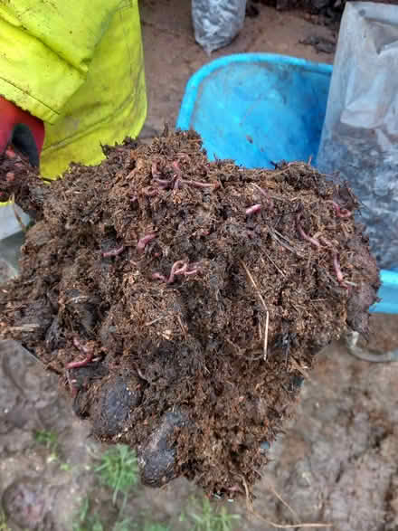 Photo of free Well rotted manure Woodmancote (Emsworth) #1