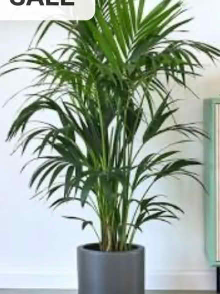 Photo of House Plants (Crossgates LD1) #2