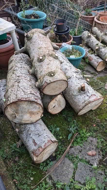 Photo of free Sawn pine tree trunk logs (Ruislip HA4) #2