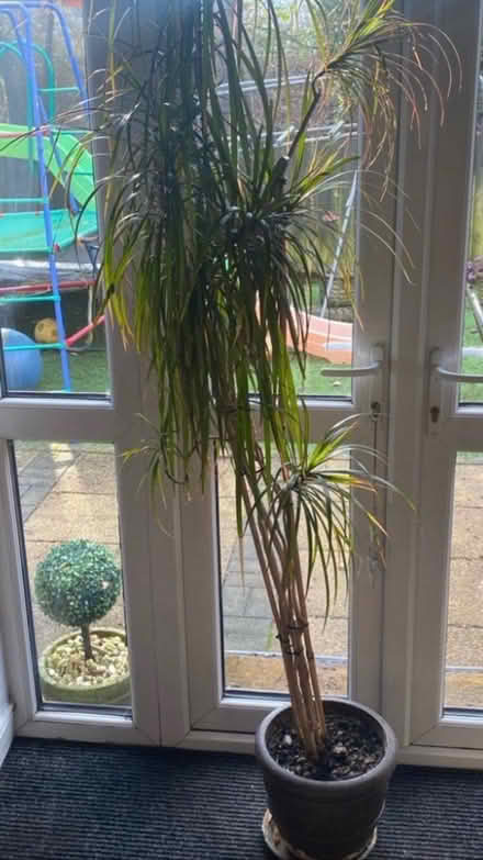 Photo of free Tall indoor plant (High Wycombe, HP13) #1