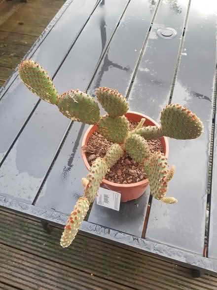 Photo of free Large cactus (Barming, Maidstone ME16) #1