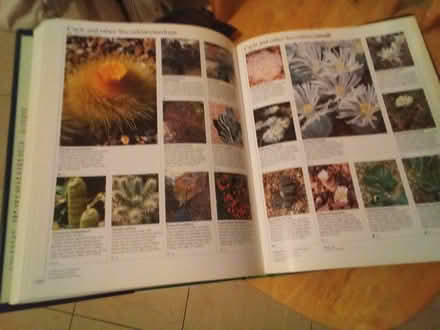Photo of free r.h.s. plant & flower encylopedia (Havant PO9) #2