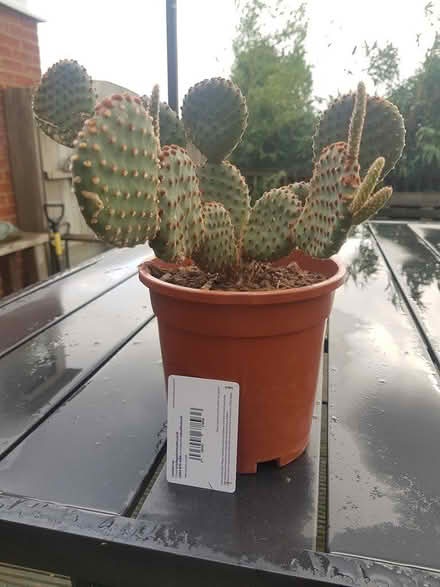 Photo of free Large cactus (Barming, Maidstone ME16) #2