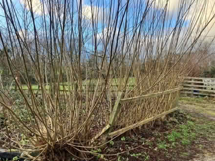 Photo of free Green willow for garden projects (Appleby-in-Westmorland CA16) #1