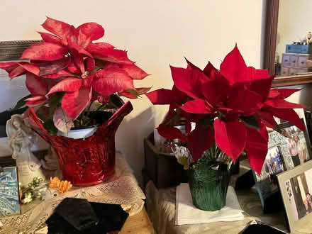 Photo of free Healthy Poinsettia Plants (Rochester Airport Area) #1