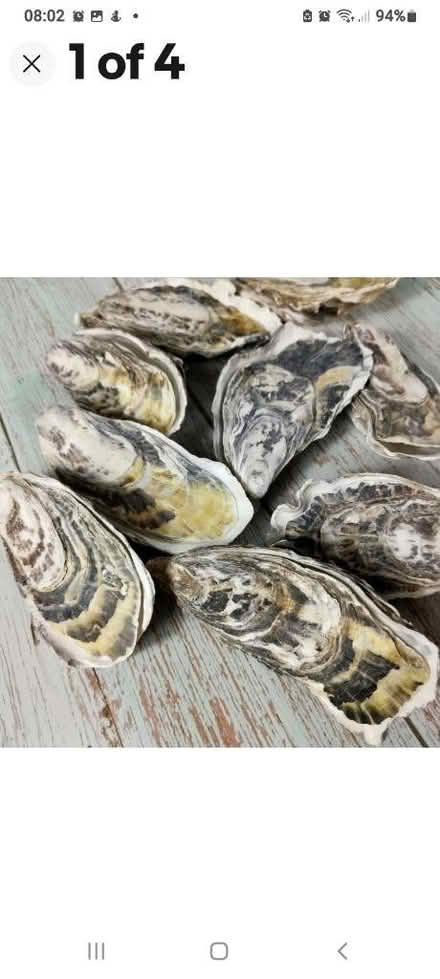 Photo of Oyster shells (Sutton SM4) #1