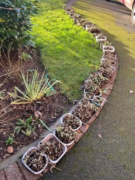 Photo of free Seedum Plants (NG6) #1