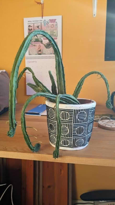 Photo of free Extremely sad Cactus (Denmark hill) #2