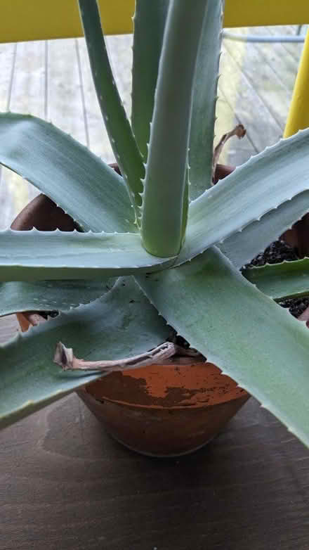 Photo of free Large (relatively healthy) aloe (Denmark hill) #1