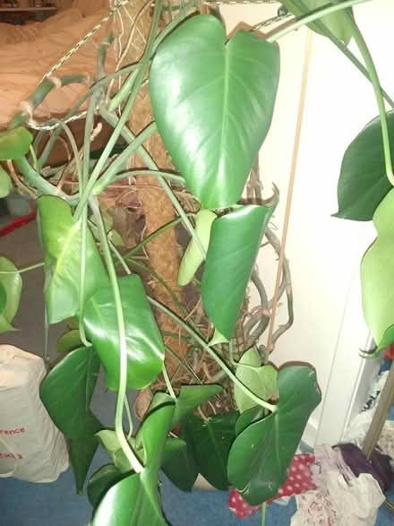 Photo of free Monstera house plant (Canonmills EH3) #1