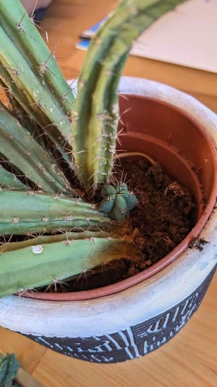 Photo of free Extremely sad Cactus (Denmark hill) #1