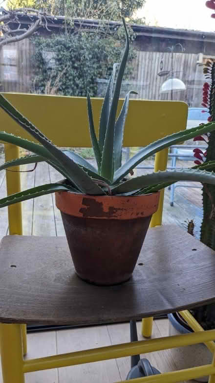 Photo of free Large (relatively healthy) aloe (Denmark hill) #2