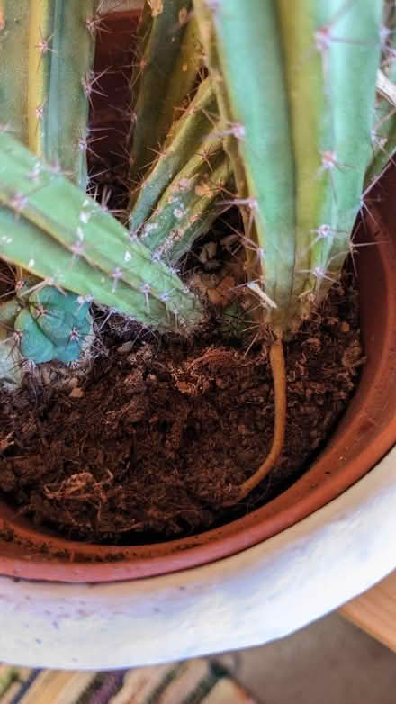 Photo of free Extremely sad Cactus (Denmark hill) #3