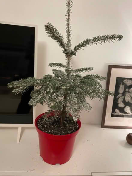 Photo of free Small Tree for Planting or Balcony (Highbury Barn N5) #1