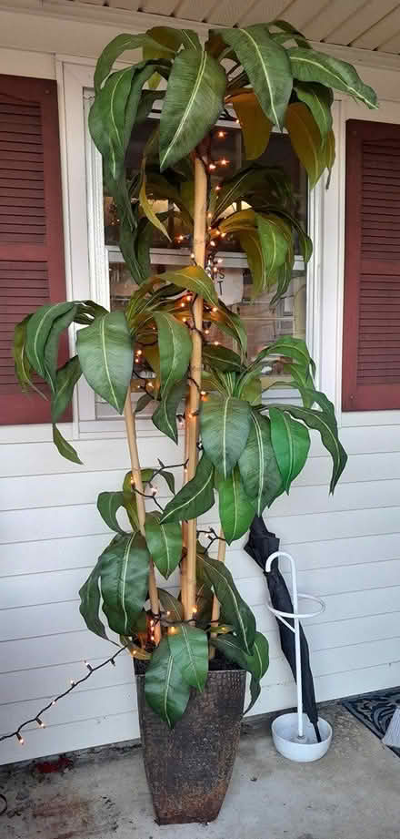 Photo of free Fake tree (Green Run Lynnhaven/Holland) #1