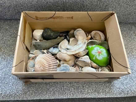 Photo of free Shells (Purley CR8) #1