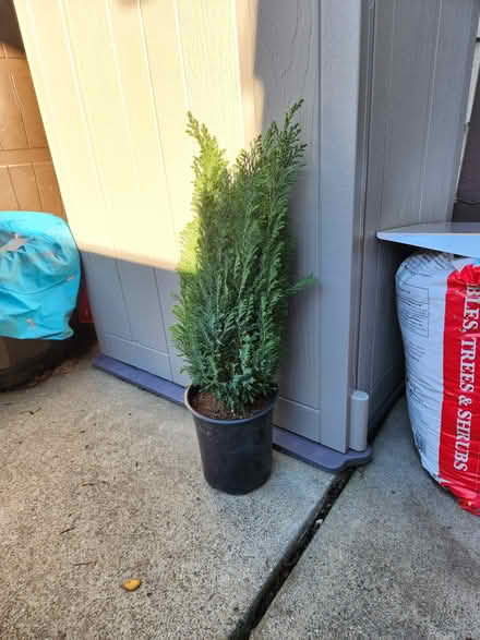 Photo of free 2 ft. Cyprus (NW Santa Rosa) #1